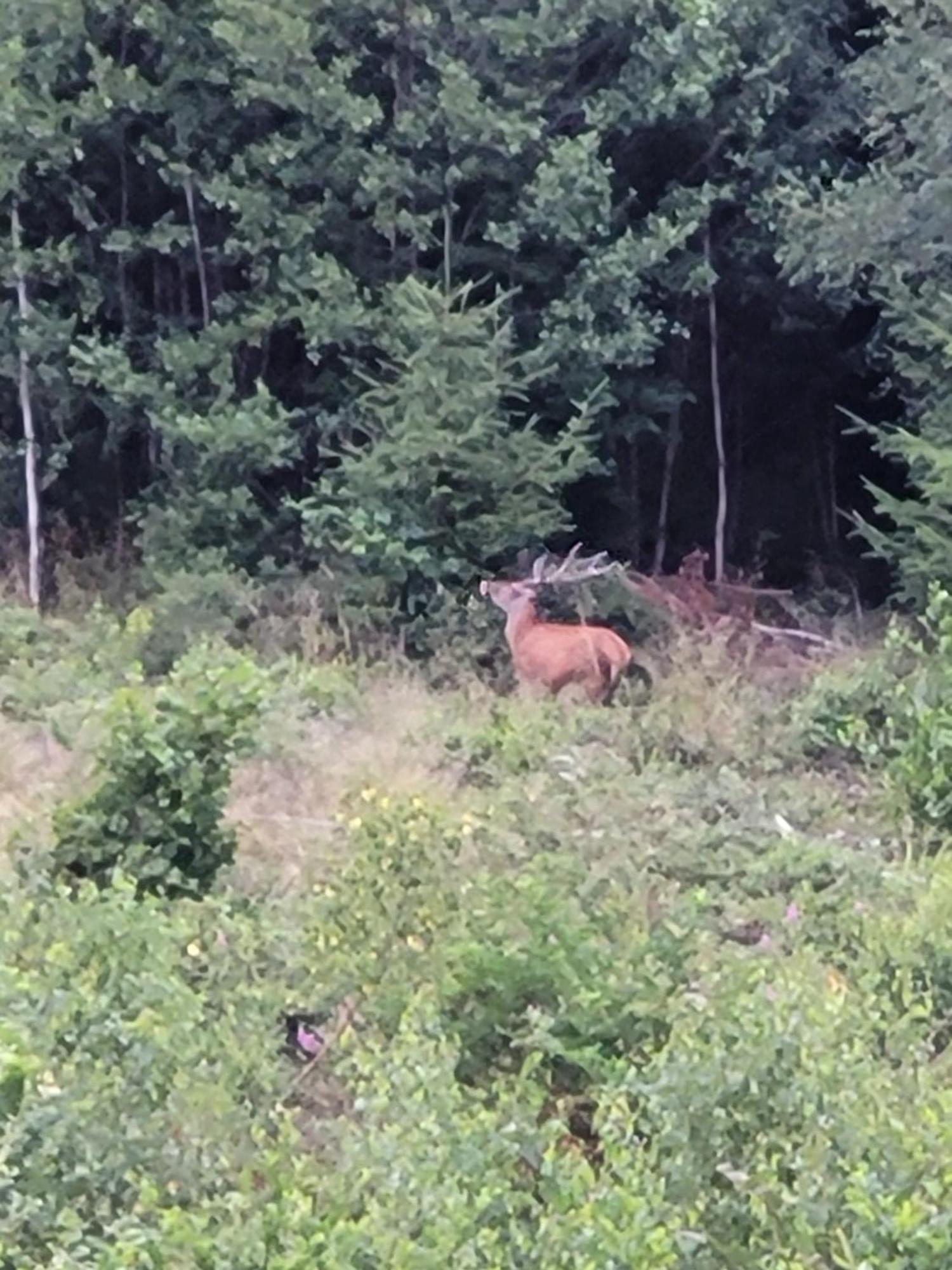 Gite Forestier Du Moulin Raon-sur-Plaine المظهر الخارجي الصورة