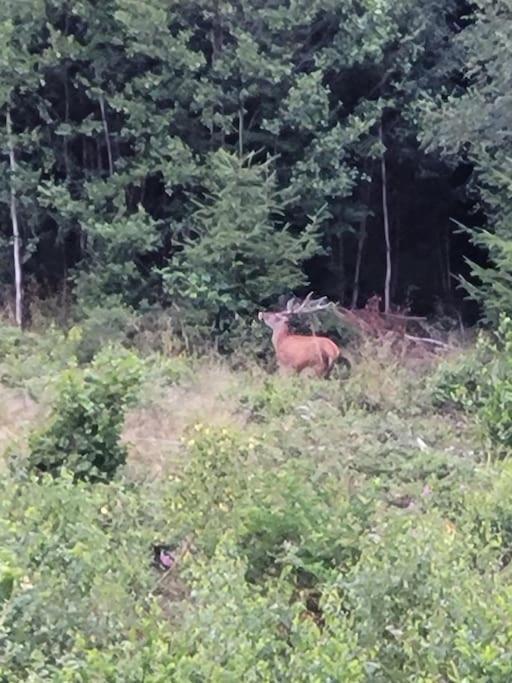 Gite Forestier Du Moulin Raon-sur-Plaine المظهر الخارجي الصورة